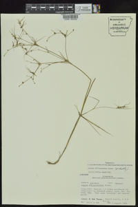 Juncus diffusissimus image