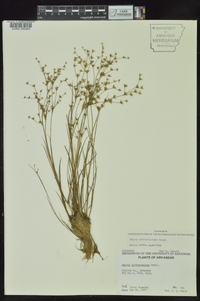 Juncus diffusissimus image