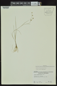 Juncus diffusissimus image