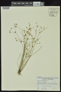 Juncus diffusissimus image