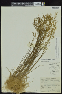 Juncus diffusissimus image