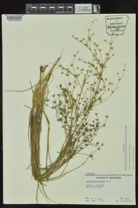 Juncus diffusissimus image