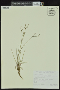 Juncus diffusissimus image
