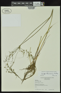 Juncus diffusissimus image