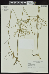 Juncus diffusissimus image