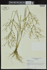 Juncus diffusissimus image