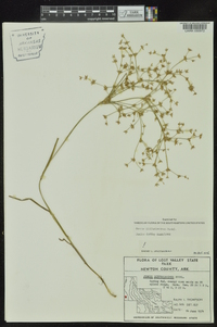 Juncus diffusissimus image