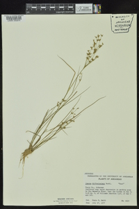 Juncus diffusissimus image