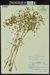 Juncus diffusissimus image