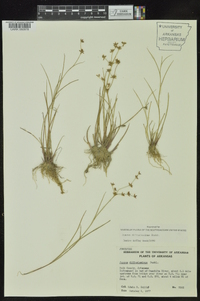 Juncus diffusissimus image