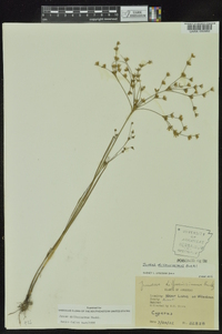 Juncus diffusissimus image