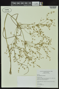 Juncus diffusissimus image