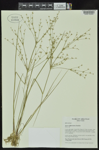 Juncus diffusissimus image