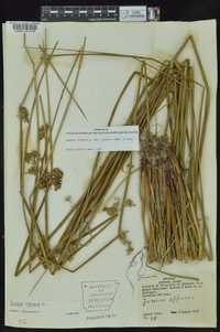 Juncus effusus var. solutus image