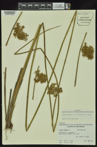 Juncus effusus var. solutus image