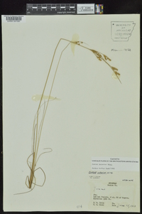 Juncus interior image