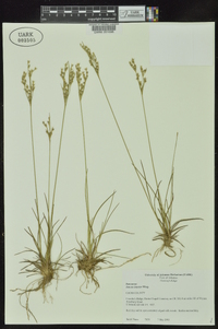 Juncus interior image