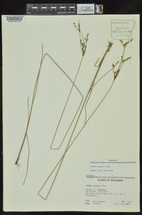 Juncus interior image