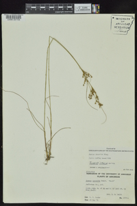 Juncus interior image