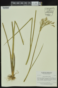 Juncus nodatus image