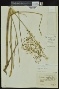 Juncus nodatus image