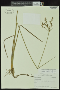 Juncus nodatus image