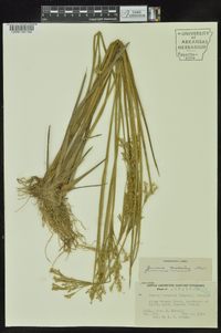 Juncus nodatus image