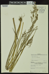 Juncus nodatus image