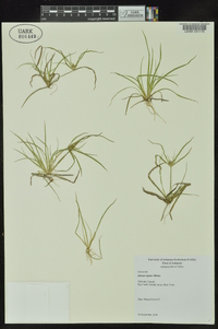 Juncus repens image