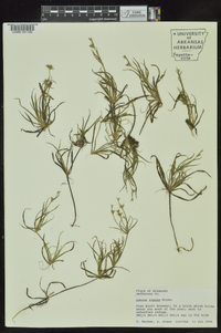 Juncus repens image