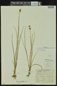 Juncus scirpoides image