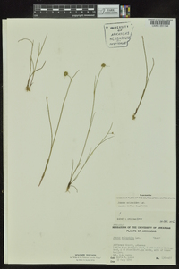 Juncus scirpoides image