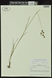 Juncus scirpoides image