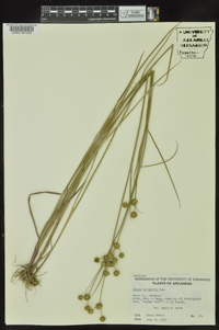 Juncus scirpoides image