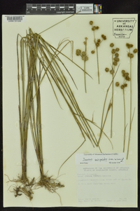 Juncus scirpoides image