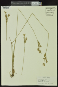 Juncus secundus image