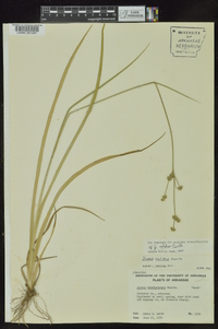 Juncus brachycarpus image