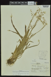 Luzula acuminata var. carolinae image