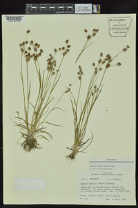 Luzula bulbosa image