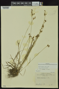 Luzula bulbosa image