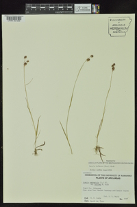 Luzula bulbosa image