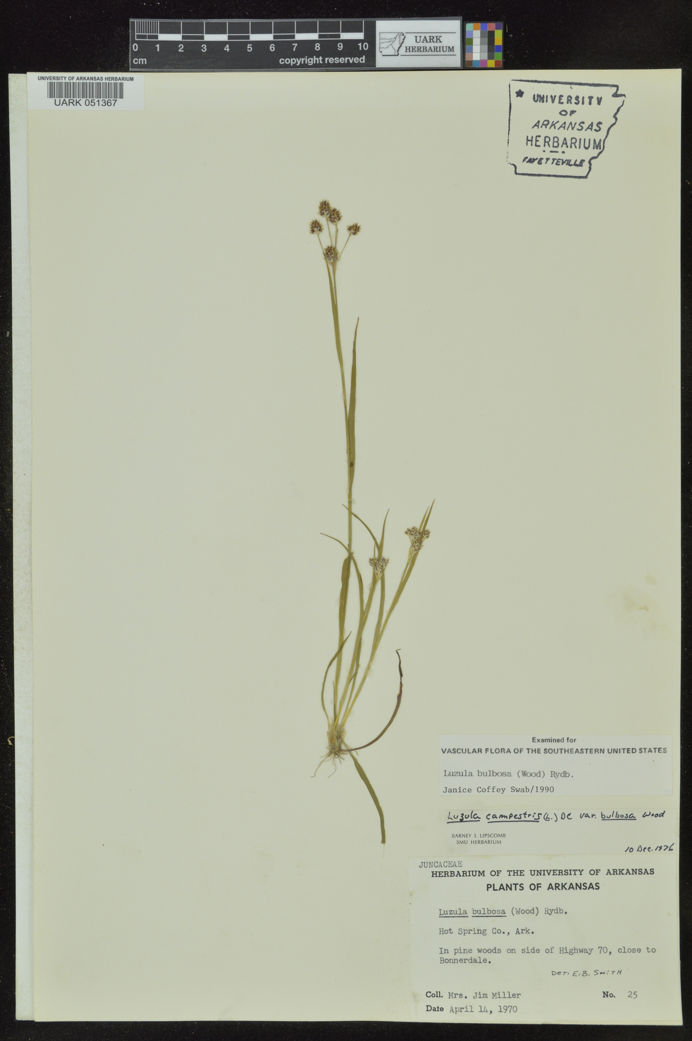 Luzula bulbosa image