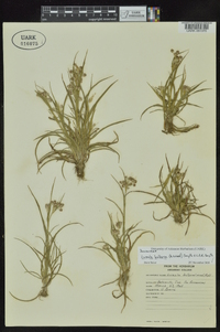 Luzula bulbosa image