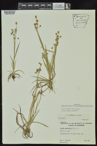 Luzula bulbosa image