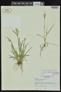 Luzula bulbosa image