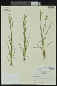 Luzula bulbosa image