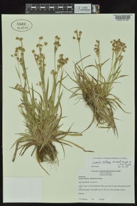 Luzula bulbosa image