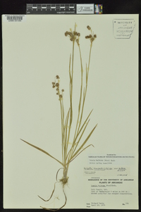 Luzula bulbosa image