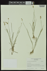 Luzula bulbosa image