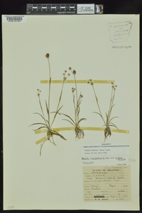 Luzula bulbosa image